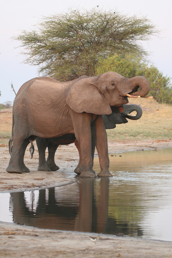 The Hide: Trinkende Elefanten