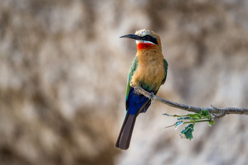 Toka Leya Camp Toka Leya Camp: Weißstirnspint frontal