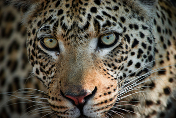 Vumbura Plains Camp: Leopardengesicht