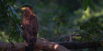 Waghoba Eco Lodge: Serpent Eagle
