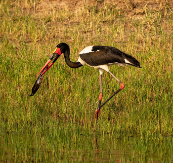 Wilderness Magashi Peninsula: Sattelstorch mit Lungenfisch