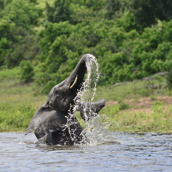 Zambezi Queen Zambezi Queen: Elefant im Chobe National Park