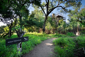andBeyond Ngala Tented Camp: Ngala Treehouse
