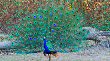 Bagh Villas: Radschlagender Pfau