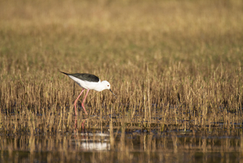 Bumi Hills Safari Lodge: Stelzenläufer