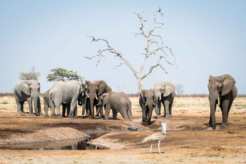 Camp Savuti: Elefanten und Riesentrappe