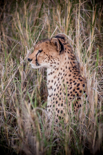 Chem Chem Lodge: Gepard im Profil