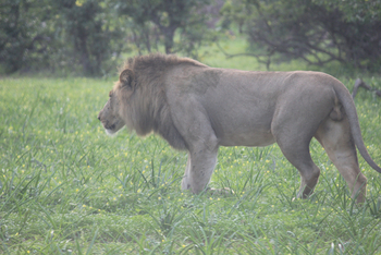 Chilo Ivory Trail Adventure: Männlicher Löwe