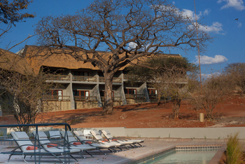 Chobe Bush Lodge Chobe Bush Lodge: Alter Baum auf dem Gelände