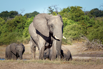 Chobe Game Lodge: Elefantenbulle