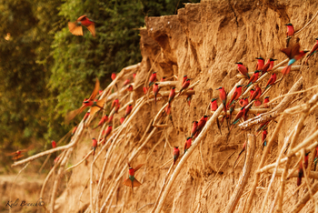 Tusk and Mane Safaris Tusk and Mane Safaris: Karminspintkolonie