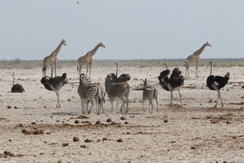 Dolomite Camp: Zebras Strauße Giraffen