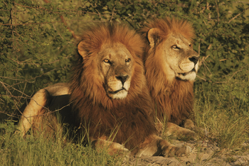 Duba Explorers Camp: Die Löwenkönige