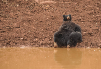 Forsyth Lodge Forsyth Lodge: Lippenbärin an der Tränke