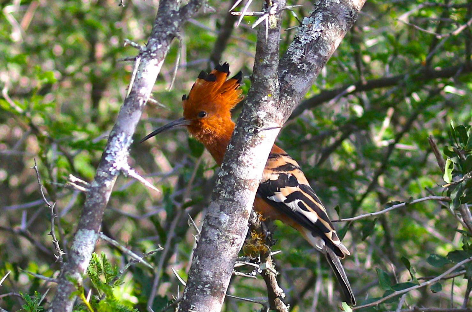 Founders Lodge by Mantis Founders Lodge by Mantis