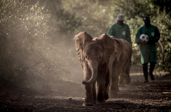 Giraffe Manor: Elefant bei David Sheldrick