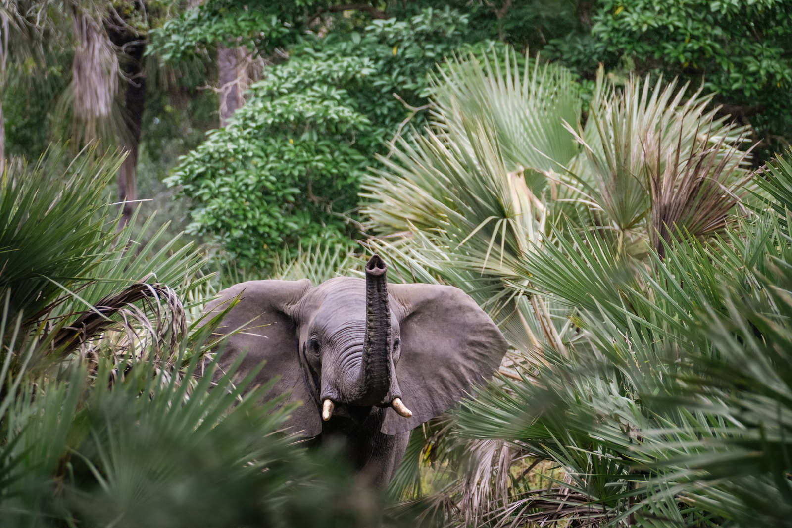 Gorongosa Safaris Gorongosa Safaris