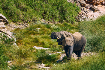 Huab Lodge: Trinkender Elefant