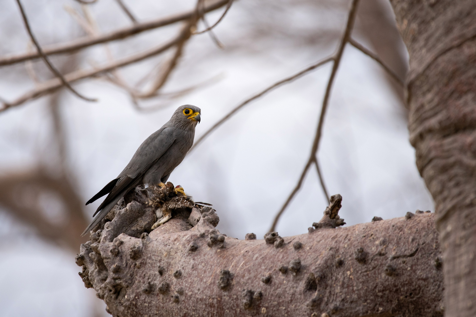 Ikuka Safari Camp Ikuka Safari Camp: Graufalke