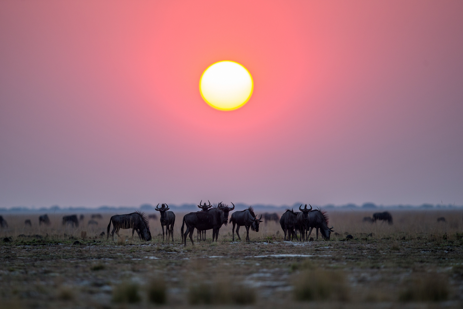 King Lewanika Lodge King Lewanika Lodge: Gnus unter dem Vollmond