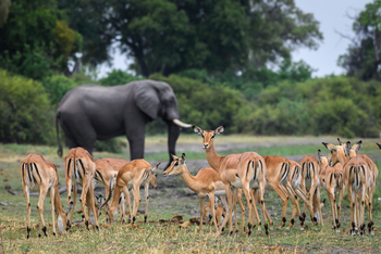 King's Pool Camp King's Pool Camp: Impalas und Elefant