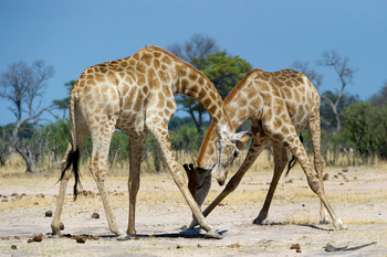 Little Makalolo Camp Little Makalolo Camp: Giraffen