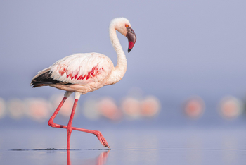 Loldia House: Lake Nakuru