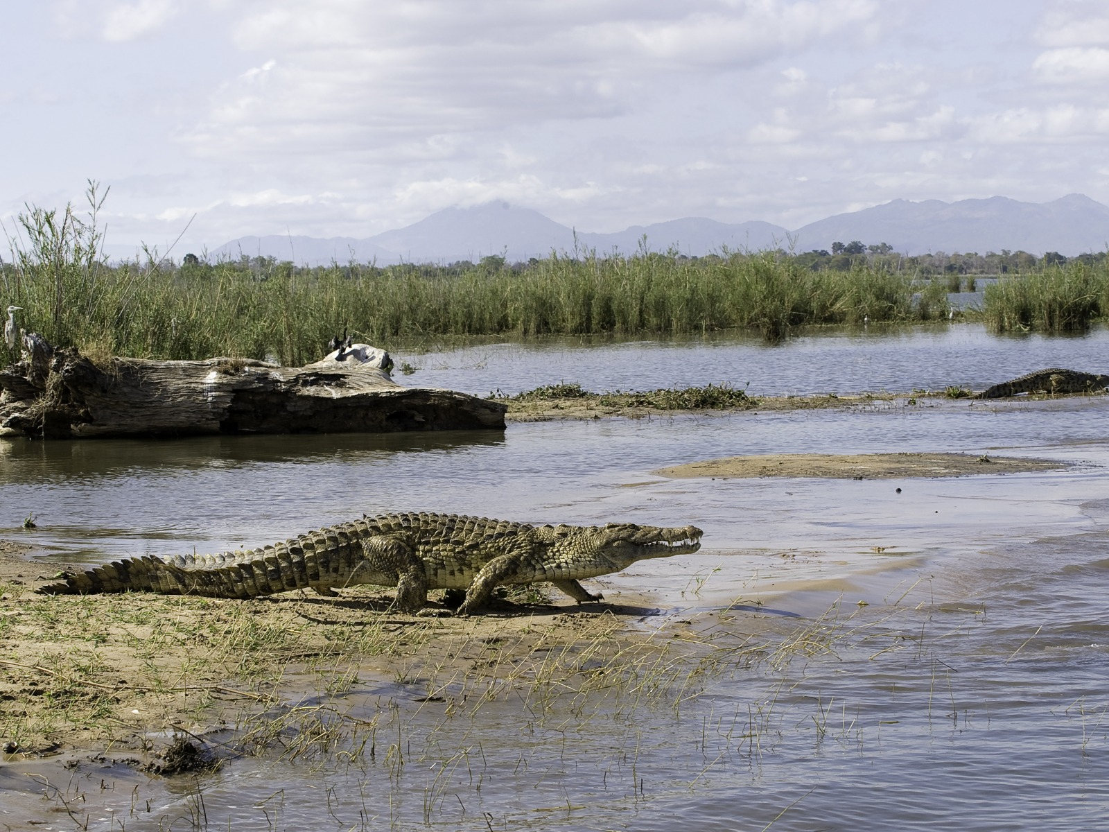 Mvuu Lodge Mvuu Lodge: Krkodil