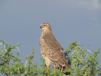 Namutoni Camp: Bussard