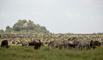 Nimali Serengeti Camp: Zebras und Gnus in der Serengeti
