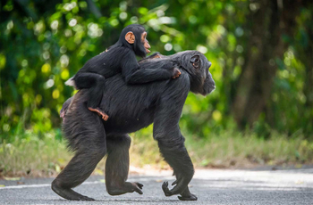 Primate Lodge: Mutter und Kind