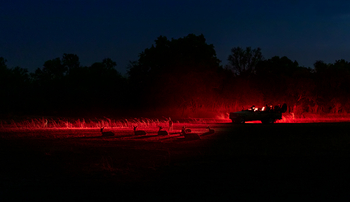 Puku Ridge Camp: Impalas beim Night Drive