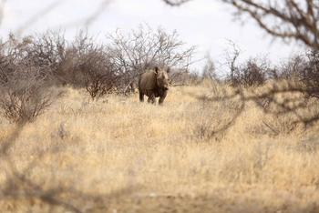 Saruni Rhino Camp: Spitzmaulnashorn auf Lichtung frontal