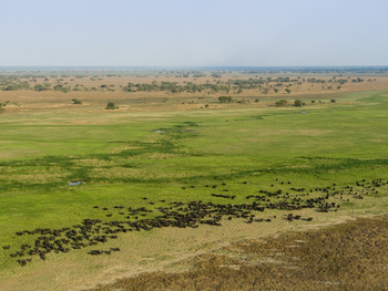 Shumba Camp Shumba Camp: Büffelherde