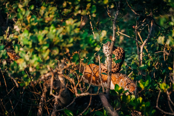 Sunderban Tiger Camp: Leopard Cat