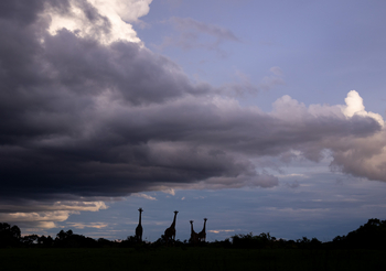 Sungani Lodge Sungani Lodge: Giraffen