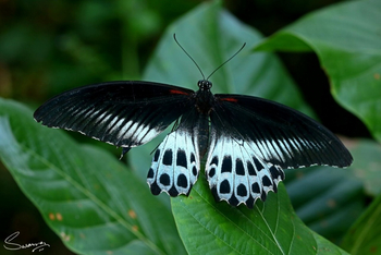 Svasara Jungle Lodge: Indian Blue Mormon (Papilio polymnestor polymnestor)