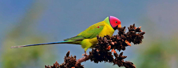Vanghat: Plumb-headed Parakeet