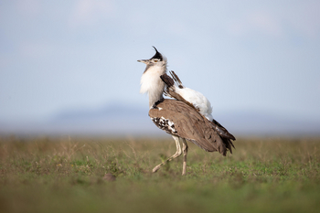Wilderness Usawa Serengeti Camp: Balzende Riesentrappe