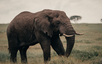 Wilderness Usawa Serengeti Camp: Elefantenbulle