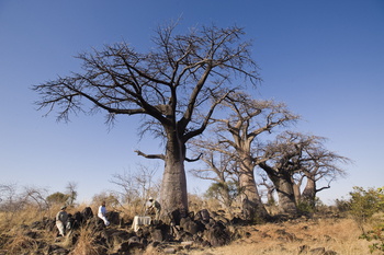 andBeyond Chobe under Canvas: Baobab-Gruppe