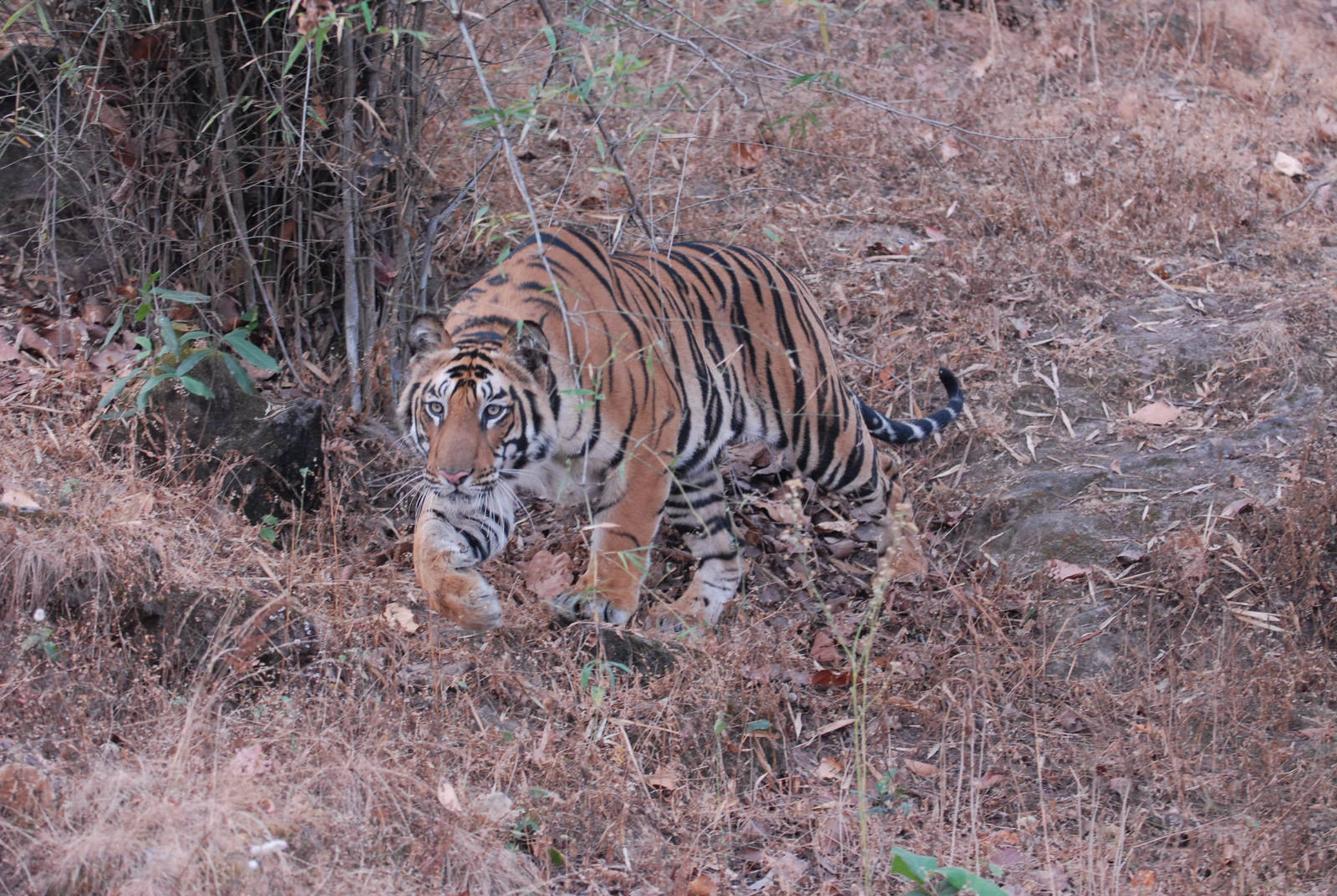 Bandhavgarh National Park Bandhavgarh National Park
