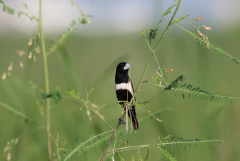 Asiatic Lion Lodge Asiatic Lion Lodge: Tricoloured Munia