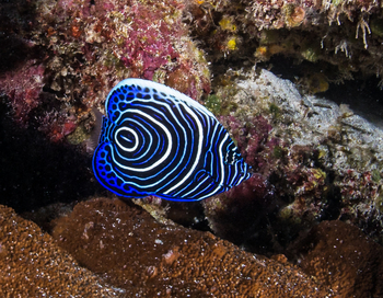 Astove Coral House: Imperator-Kaiserfisch