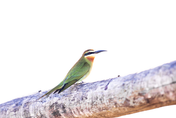 Azura Benguerra Island: Cinnamon Bee Eater