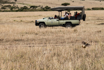 Basecamp Masai Mara: Serval Katze mit Vogel