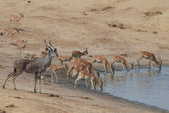 Camp Hwange: Kudu und Impalas