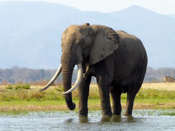 Camp Mana: Boz-Fluss