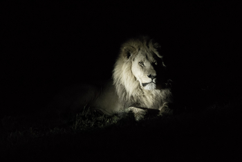 Chief's Island: Löwe im Dunkeln