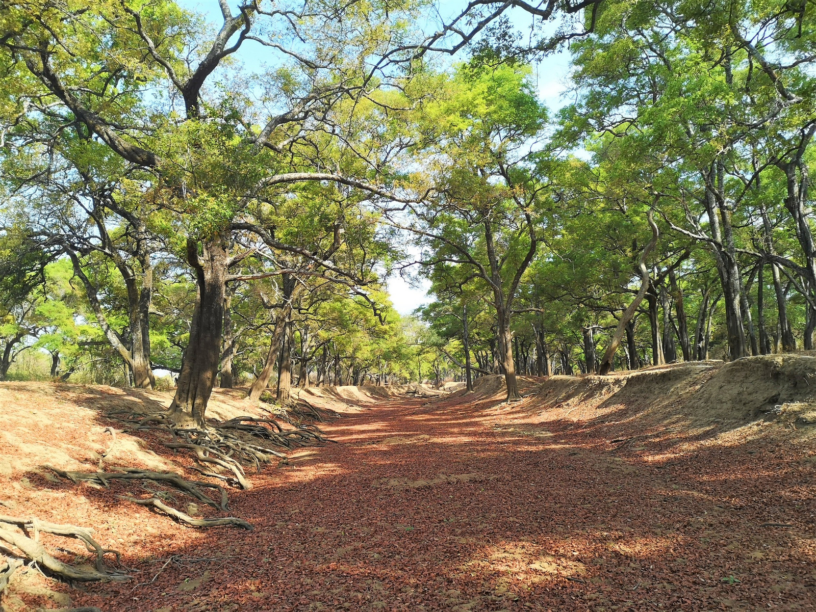 Chikunto Safari Lodge Chikunto Safari Lodge: Cathedral Mpane